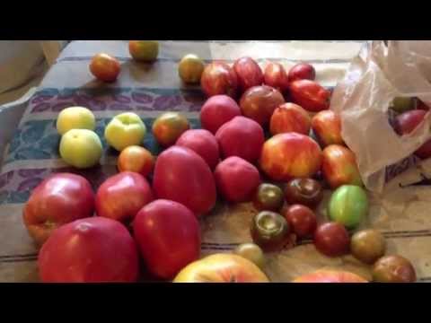 how to harvest heirloom tomato seeds