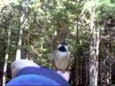 Mapleton Park In The Fall: Part 1 - Chickadees Mapleton Park In The Fall: Part 1 - Chickadees