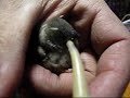 Tame finch video
