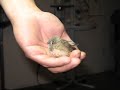 Tame finch video Tame finch video