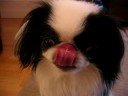 Puppy Chewing