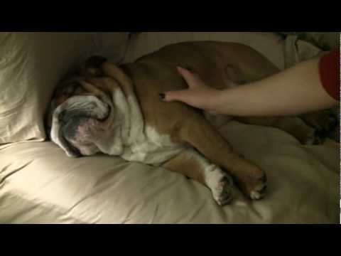 bulldog
