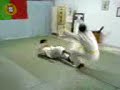 Demonstraçao de jujitsu Demonstraçao de jujitsu