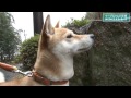ケーブルテレビ可児「カニバラ」H24.2.11~2.17放送