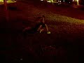 Dani Vs Kuka