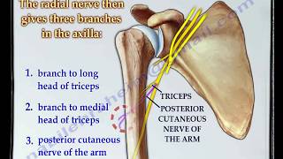 Anatomy Of The Radial Nerve - Everything You Need To Know - Dr. Nabil Ebraheim