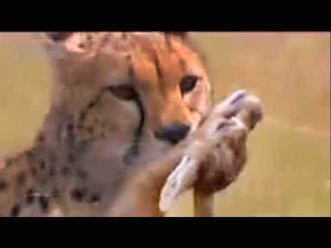 CHEETAH