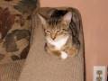 Pawsitively Purrfect !!