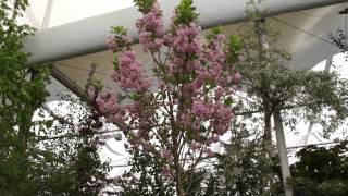 #723 Chelsea Flower Show 2012 - Prunus Kanzan