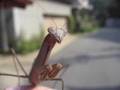 videos de Mantis in Japan