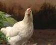 Characteristics and management of Kairali breed of poultry