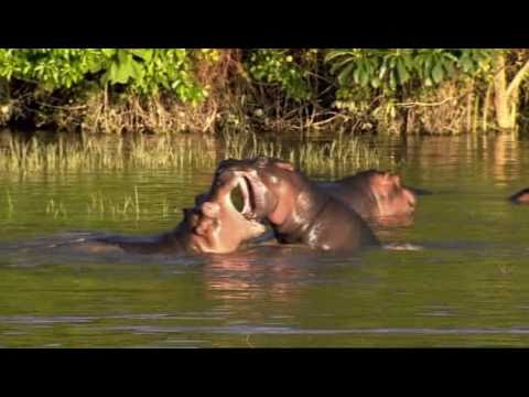hippopotame