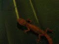 my young and baby leopard geckos my young and baby leopard geckos