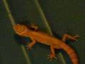 videos de my young and baby leopard geckos