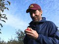 University of Minnesota Apple Breeding