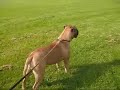 Bullmastiff bitch Lil Miss Lady Marmalde of Urbandream