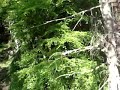 Go ape Aberfoyle-Uk's longest zip wire