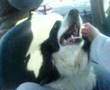 Kim's dog, Patch