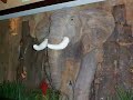 Elephant Bar Experience