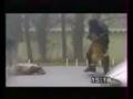 Police-K-9-In-Action