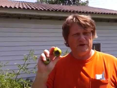how to cure blossom end rot in zucchini