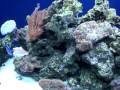 180 Gallon Reef Tank- Kinky
