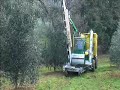Potatura meccanica su olivo