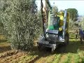 Potatura meccanica su olivo