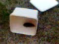 mice mice