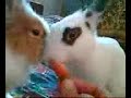 2 rabbits on a carrott 2 rabbits on a carrott