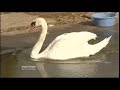 Anglia News sick swans & Sports Football Ipswich & New dredger & Right age to send kids to school