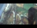 videos de my guns part 1