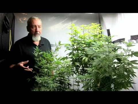 how to get rid spider mites