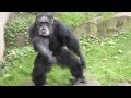Schimpanse Aggression
