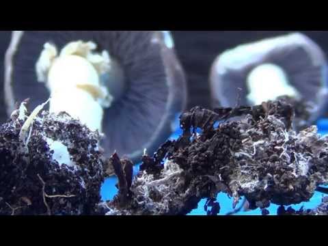 how to transplant mycelium