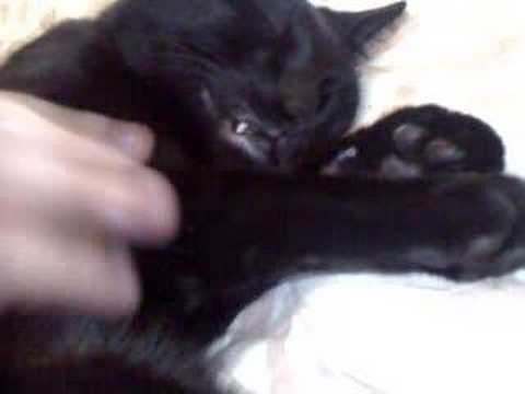Bahgira sleeping
