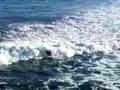 Surfing Santa Cruz : Steamer Lane