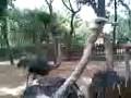 videos de Animal World trip - Afamosa Resort
