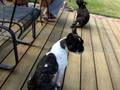 Frenchies at home
