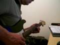 Bluesy guitar solo in the style of Albert King