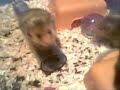 Hamster city