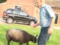 Met een blauwe Texelaar naar de eliteveiling in Opmeer