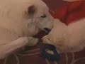 Lobo Luna