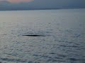 Strano avvistamento sul Garda(Strange sight on Garda lake)