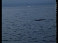Strano avvistamento sul Garda(Strange sight on Garda lake)