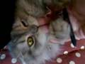 千葉県柏の猫カフェ　猫の手