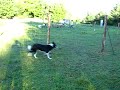 Test d'instinct sur troupeau