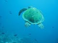 Sea Turtle Looks Like Hes Flying Underwater