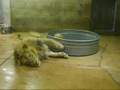 Lion dipping his paw in water bowl