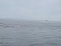 Flying Mobula Rays of Los Barriles, Baja, Mexico